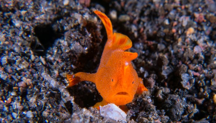 Baby Orange Frogfish